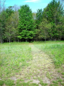 Path to north that enters woods