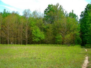 Woods and fields meet