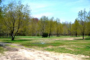 Along the drive