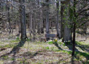Open woods to track through